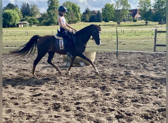 Welsh-B, Wallach, 8 Jahre, 133 cm, Dunkelfuchs
