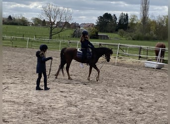 Welsh-B, Wallach, 8 Jahre, 133 cm, Dunkelfuchs