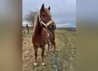 Welsh-B, Wallach, 8 Jahre, 136 cm, Dunkelfuchs