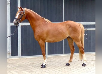 Welsh-B, Wallach, 8 Jahre, 136 cm, Fuchs