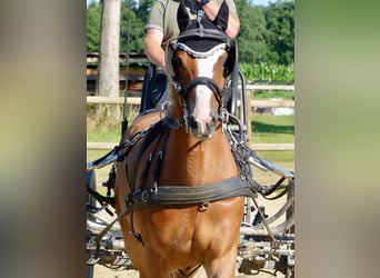Welsh-B, Wallach, 8 Jahre, 136 cm, Fuchs