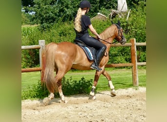 Welsh-B, Wallach, 8 Jahre, 136 cm, Fuchs