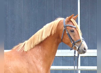 Welsh-B, Wallach, 8 Jahre, 136 cm, Fuchs