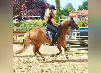Welsh-B, Wallach, 8 Jahre, 136 cm, Fuchs