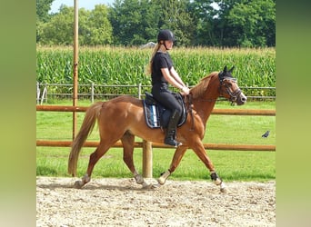 Welsh-B, Wallach, 8 Jahre, 136 cm, Fuchs