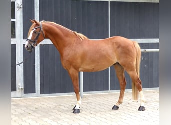 Welsh-B, Wallach, 8 Jahre, 136 cm, Fuchs