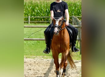 Welsh-B, Wallach, 8 Jahre, 136 cm, Fuchs