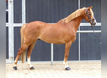Welsh-B, Wallach, 8 Jahre, 136 cm, Fuchs