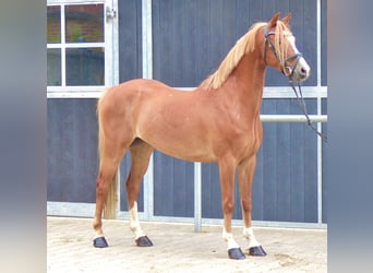 Welsh-B, Wallach, 8 Jahre, 136 cm, Fuchs