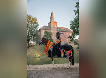 Welsh-B, Wallach, 8 Jahre, 137 cm, Dunkelfuchs