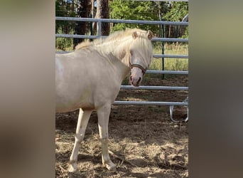 Welsh-B, Wallach, 8 Jahre, Cremello