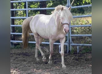 Welsh-B, Wallach, 8 Jahre, Cremello