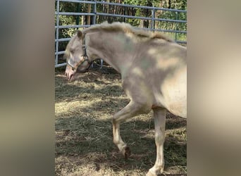 Welsh-B, Wallach, 8 Jahre, Cremello
