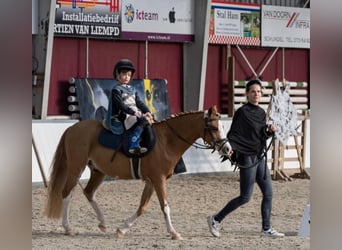 Welsh-B, Wallach, 9 Jahre, 126 cm, Fuchs