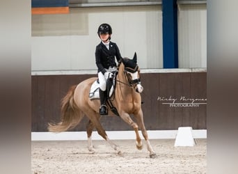 Welsh-B, Wallach, 9 Jahre, 127 cm, Dunkelfuchs