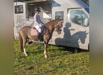 Welsh-B, Wallach, 9 Jahre, 127 cm, Dunkelfuchs