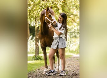 Welsh-B, Wallach, 9 Jahre, 127 cm, Dunkelfuchs