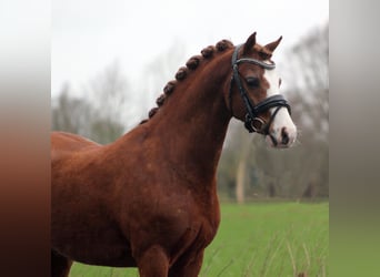 Welsh-B, Wallach, 9 Jahre, 127 cm, Fuchs