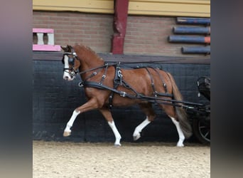 Welsh-B, Wallach, 9 Jahre, 127 cm, Fuchs