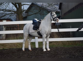 Welsh-B, Wallach, 9 Jahre, 128 cm, Schimmel