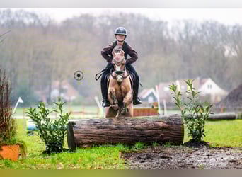 Welsh-B, Wallach, 9 Jahre, 130 cm, Dunkelfuchs