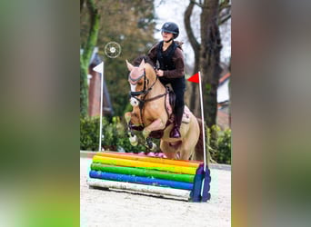 Welsh-B, Wallach, 9 Jahre, 130 cm, Dunkelfuchs