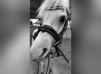 Welsh-B, Wallach, 9 Jahre, 134 cm, Apfelschimmel
