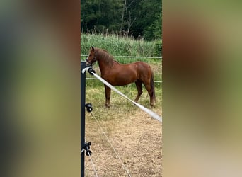Welsh-B, Wallach, 9 Jahre, 134 cm, Fuchs