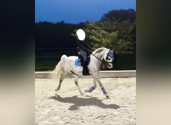 Welsh-B, Wallach, 9 Jahre, 135 cm, Apfelschimmel