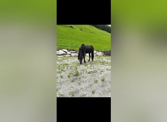 Welsh-B, Wallach, 9 Jahre, 137 cm, Rappe