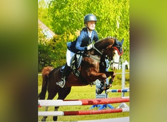 Welsh-B, Wallach, 9 Jahre, 141 cm, Dunkelfuchs