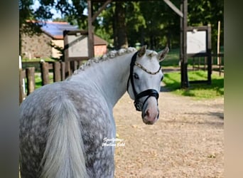 Welsh-B, Wallach, 9 Jahre, 141 cm, Schimmel