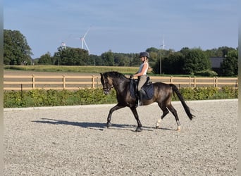 Welsh-B, Wallach, 9 Jahre, 144 cm, Buckskin