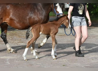 Welsh C (cob), Hingst, 1 år, Brun