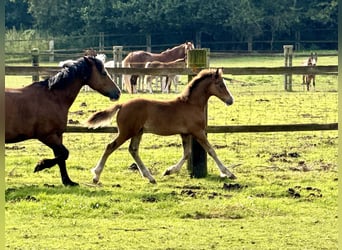 Welsh C (cob), Hingst, Föl (05/2024), 135 cm, Brun