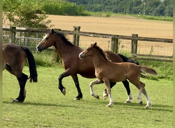 Welsh C (cob), Hingst, Föl (05/2024), 135 cm, Brun