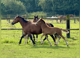 Welsh C (cob), Hingst, Föl (05/2024), 135 cm, Brun