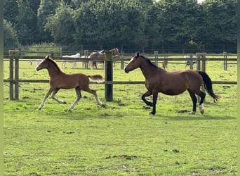 Welsh C (cob), Hingst, Föl (05/2024), 135 cm, Brun