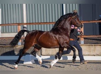 Welsh C (cob), Hingst, Föl (04/2024), 136 cm, fux