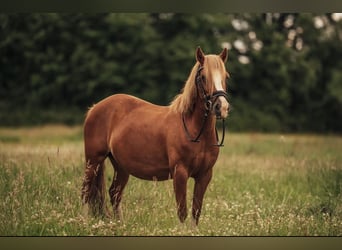 Welsh-C, Stute, 12 Jahre, 126 cm, Fuchs