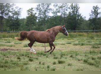 Welsh C (cob), Sto, 14 år, 128 cm, fux