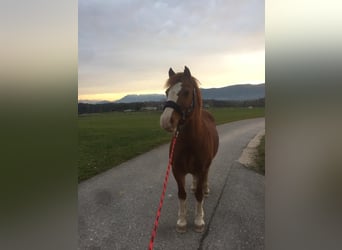 Welsh C (cob), Sto, 15 år, 135 cm, fux