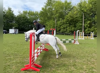 Welsh C (cob), Sto, 16 år, 134 cm, Grå