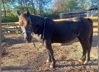 Welsh C (cob) Blandning, Sto, 22 år, 148 cm, Svart