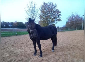 Welsh C (cob) Blandning, Sto, 22 år, 148 cm, Svart