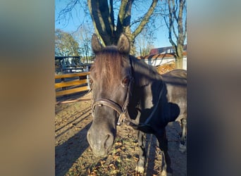 Welsh C (cob) Blandning, Sto, 22 år, 148 cm, Svart