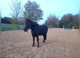 Welsh C (cob) Blandning, Sto, 22 år, 148 cm, Svart