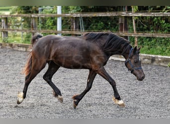 Welsh C (cob), Sto, 2 år, 135 cm, Rökfärgad svart