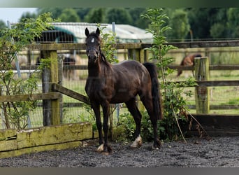 Welsh C (cob), Sto, 2 år, 135 cm, Rökfärgad svart