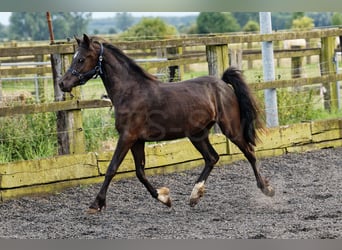 Welsh C (cob), Sto, 2 år, 135 cm, Rökfärgad svart